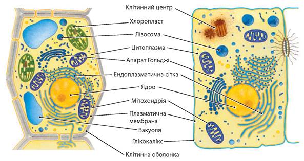 Клітини і тканини тварин - Підручник з Біології. 7 клас. Запорожець - Нова  програма